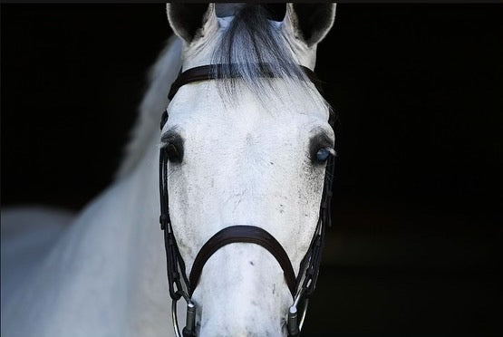 Eye Protection for Horses: The Year-Round Gear Every Owner Should Have