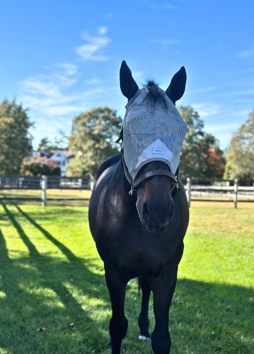 Large horse face fly mask with UV protection and no ear irritation