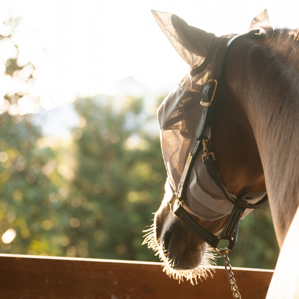 Lightweight fly mask for horses, featuring ear covers, UV protection, and a quick-drying design, suitable for horses recovering from eye injuries.