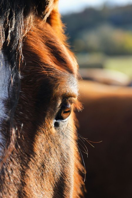 Fly Mask With UV Protection: A 2026 Guide for Horse Owners