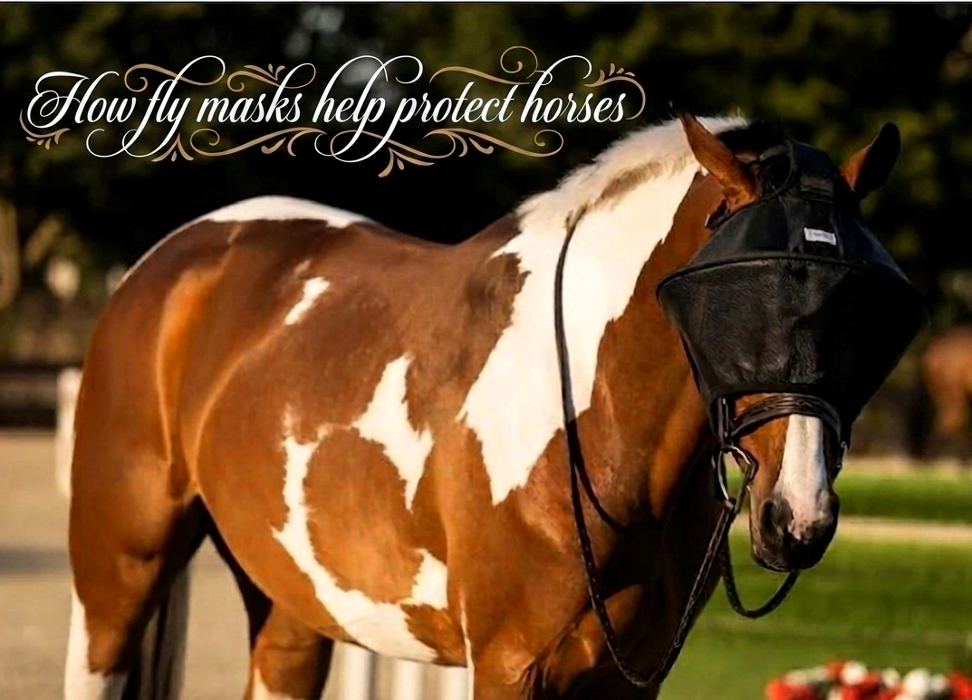 How Fly Masks Help Protect Horses Recovering From Eye Injuries