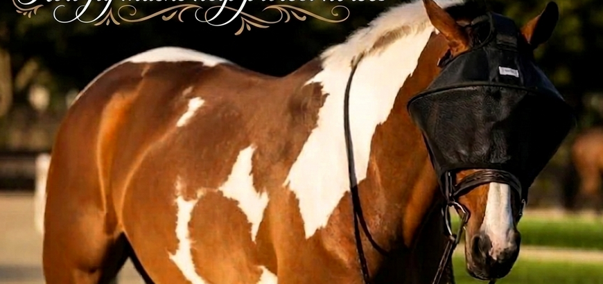How Fly Masks Help Protect Horses Recovering From Eye Injuries