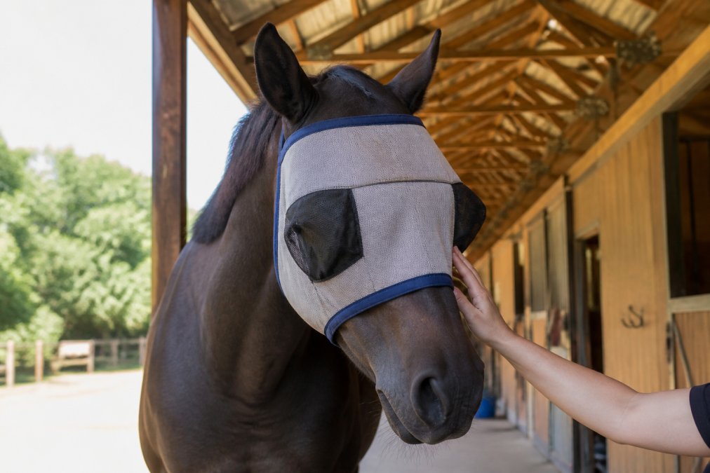 How to Protect Horse Eyes from Uveitis: A 2026 Guide