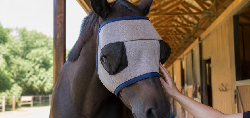 How to Protect Horse Eyes from Uveitis: A 2026 Guide